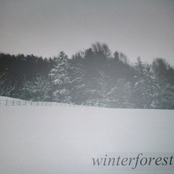 Winterforest