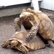 Explosive Sex Sounds, Vol. 7