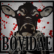 bovidae