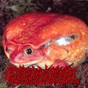 🍅The Tomato Frog🍅