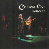 Cotton Cat