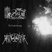 The Forest's Arcanum