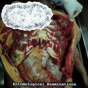 Entomological Examinations