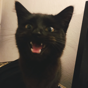 Songs 4 Betsy (my other cat)