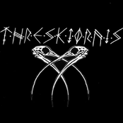 Threskiornis