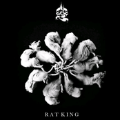 Rat King