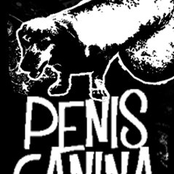 penis canina