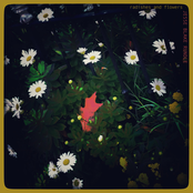 Radishes and Flowers