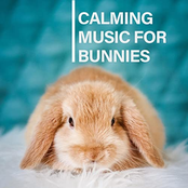 Calming Music for Bunnies