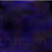 Delphinium