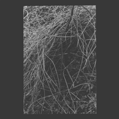 Nest