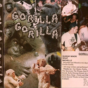 Gorilla Gorilla