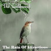 The Tumbleweed