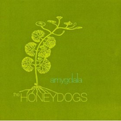 The Honeydogs: Amygdala