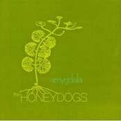 Invertebrate by The Honeydogs