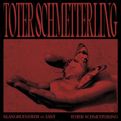 Toter Schmetterling