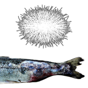 Pocket of fungal hyphae