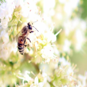 soulWell (deep spring)