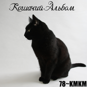 Кошачий Альбом