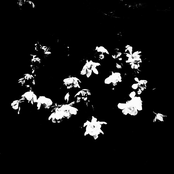 Incantation