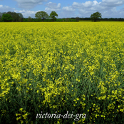 Sproston Green / Y Teimlad (Britpop Tribute Single)