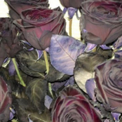 im so high baby plz accept my luvvv