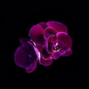 Orquídea