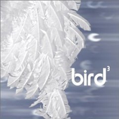 bird3