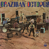 brazilian octopus