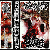 Feeding On Decaying Matter