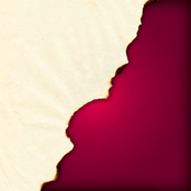 Cherries In The Snow