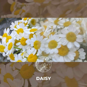 The Tano Jones Revelry: Daisy