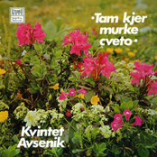 TAM KJER MURKE CVETO
