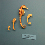 Curse of the Tuatara