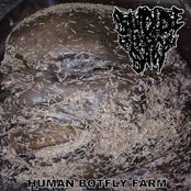 Human Botfly Farm
