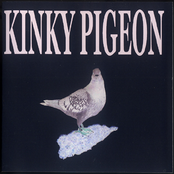 the kinky pigeon