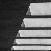 Dead Pitbulls Slung On Tired Shoulders