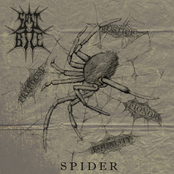 Spider by Spit Bile