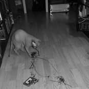 The Lost Tapes Of Bestial Burst