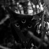 Punk é Destruição