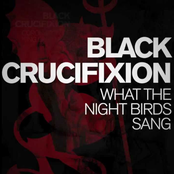 What The Night Birds Sang