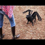 The Eensy Weensy Spider