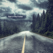 Rain in the Forest