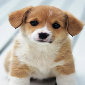 juliet was a whore anyway