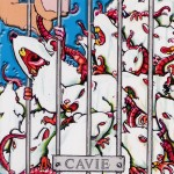 Cavie