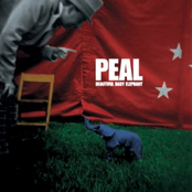 Beautiful Baby Elephant