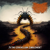 Putrid Cerebellum Engulfment