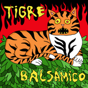Tigre Balsamico