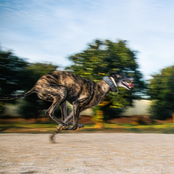 Noche de Casino (This Gambling Man)