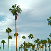 Unreleased/Live/Chicken Sang